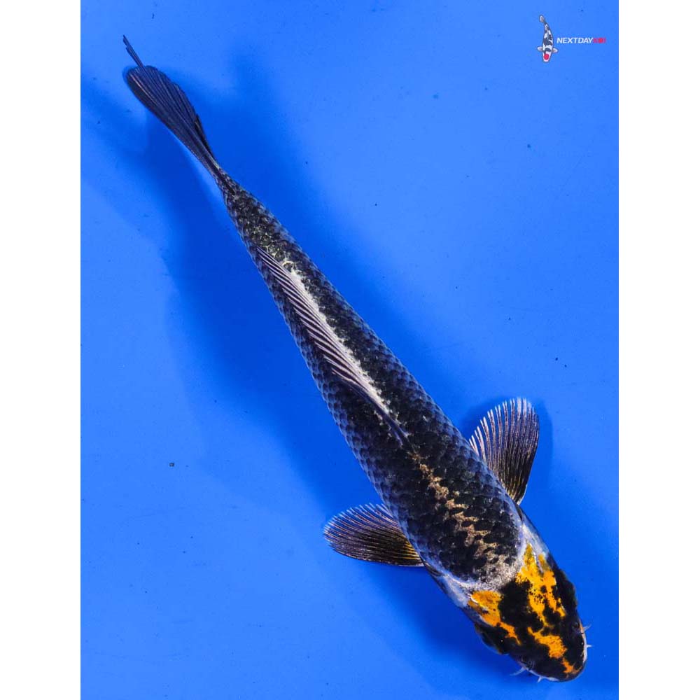 5.5” Imported Kujaku