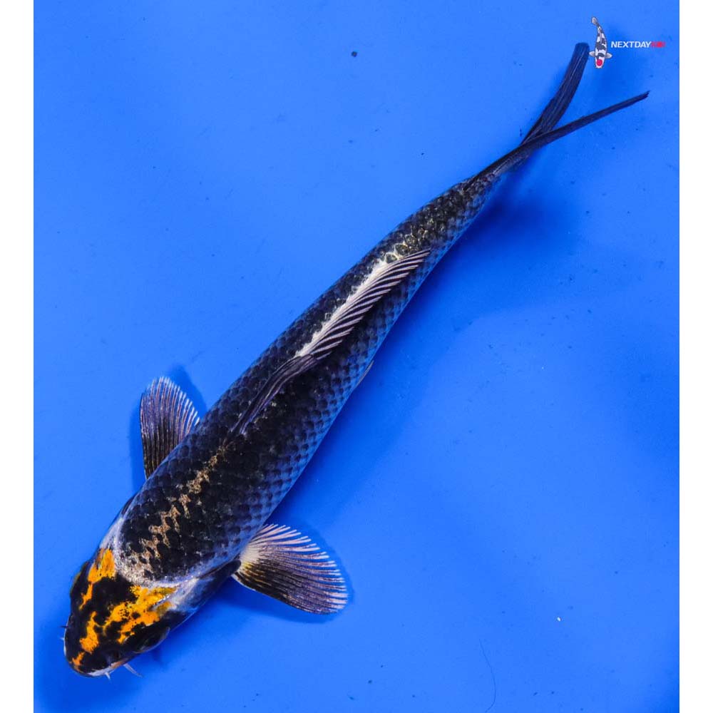 5.5” Imported Kujaku