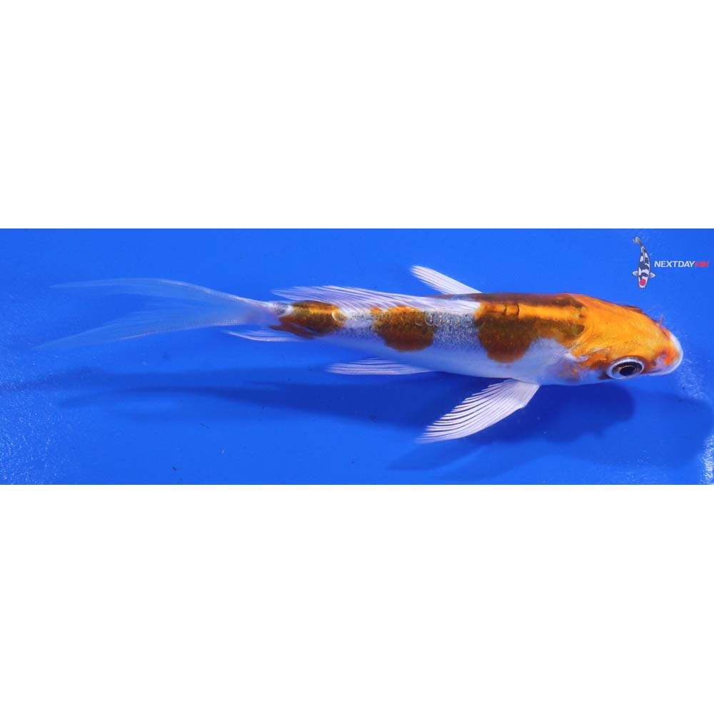 4.5” Imported Doitsu Kujaku Butterfly Koi