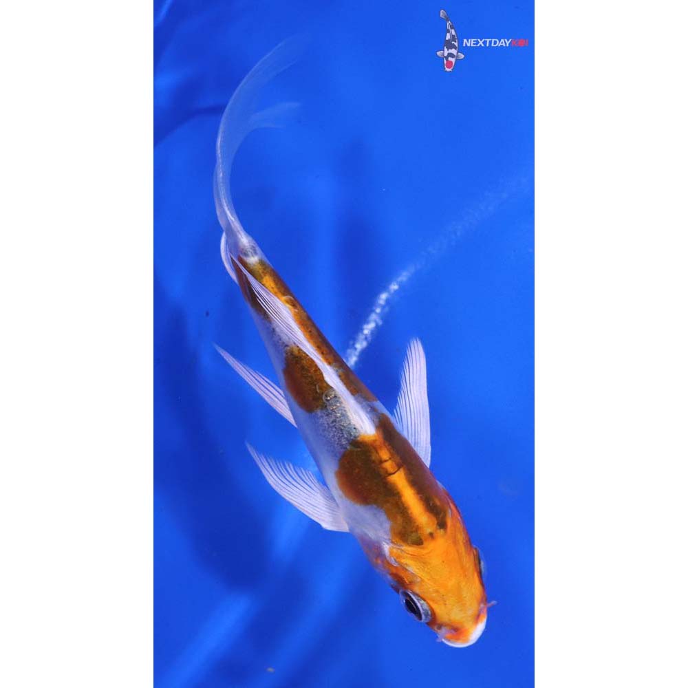 4.5” Imported Doitsu Kujaku Butterfly Koi