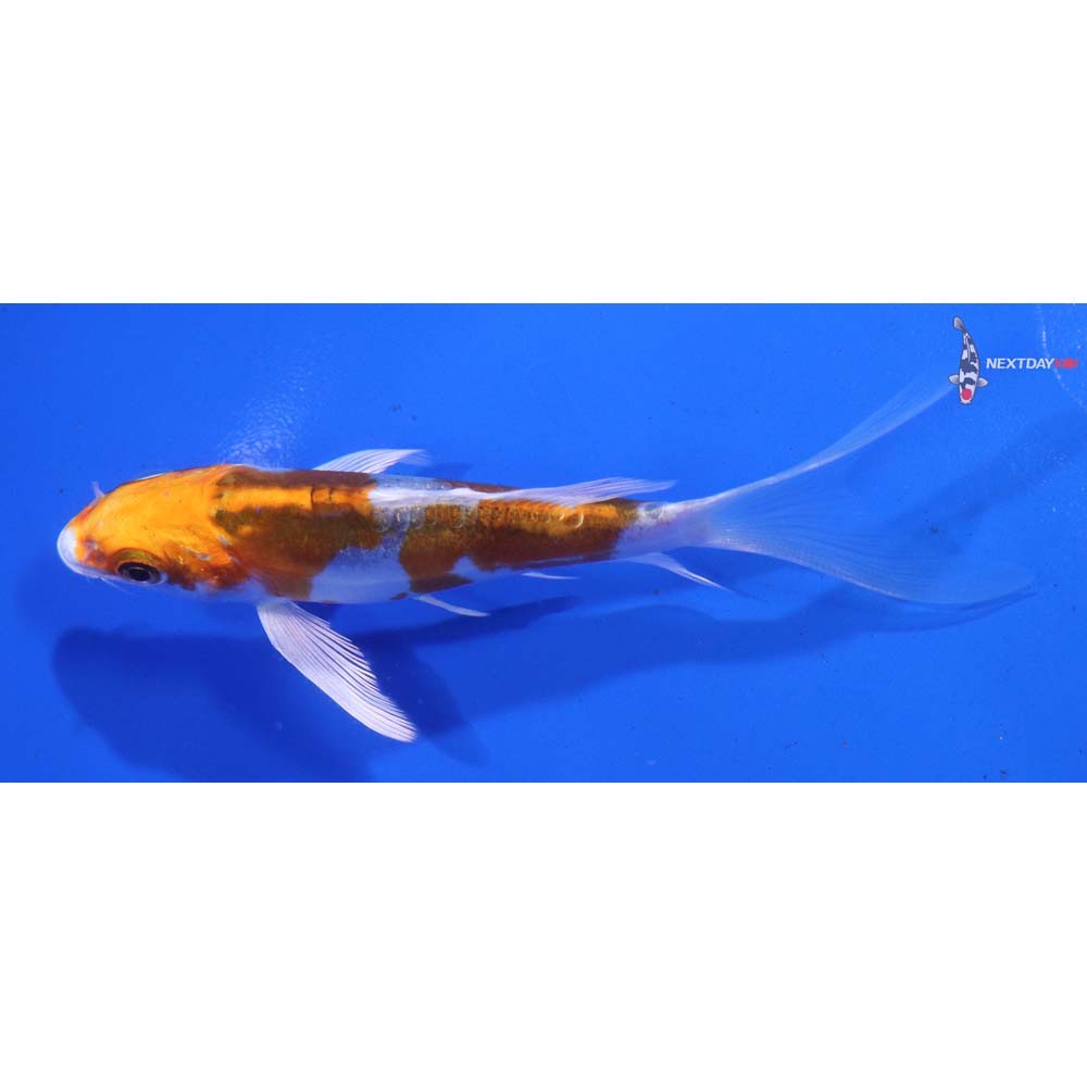4.5” Imported Doitsu Kujaku Butterfly Koi