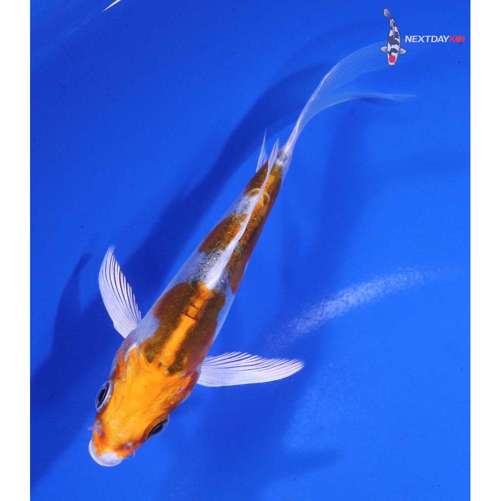 4.5” Imported Doitsu Kujaku Butterfly Koi