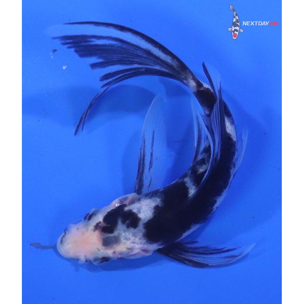 4.5” Imported Shiro Bekko Butterfly Koi