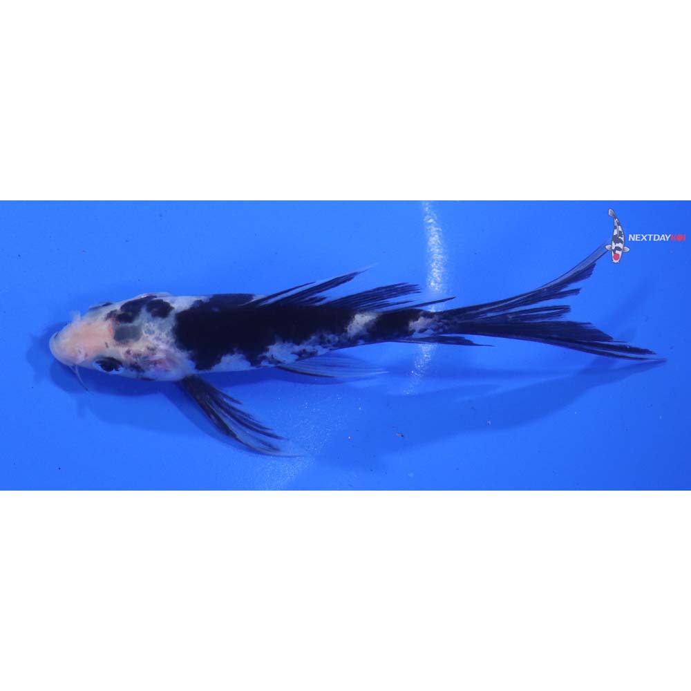 4.5” Imported Shiro Bekko Butterfly Koi
