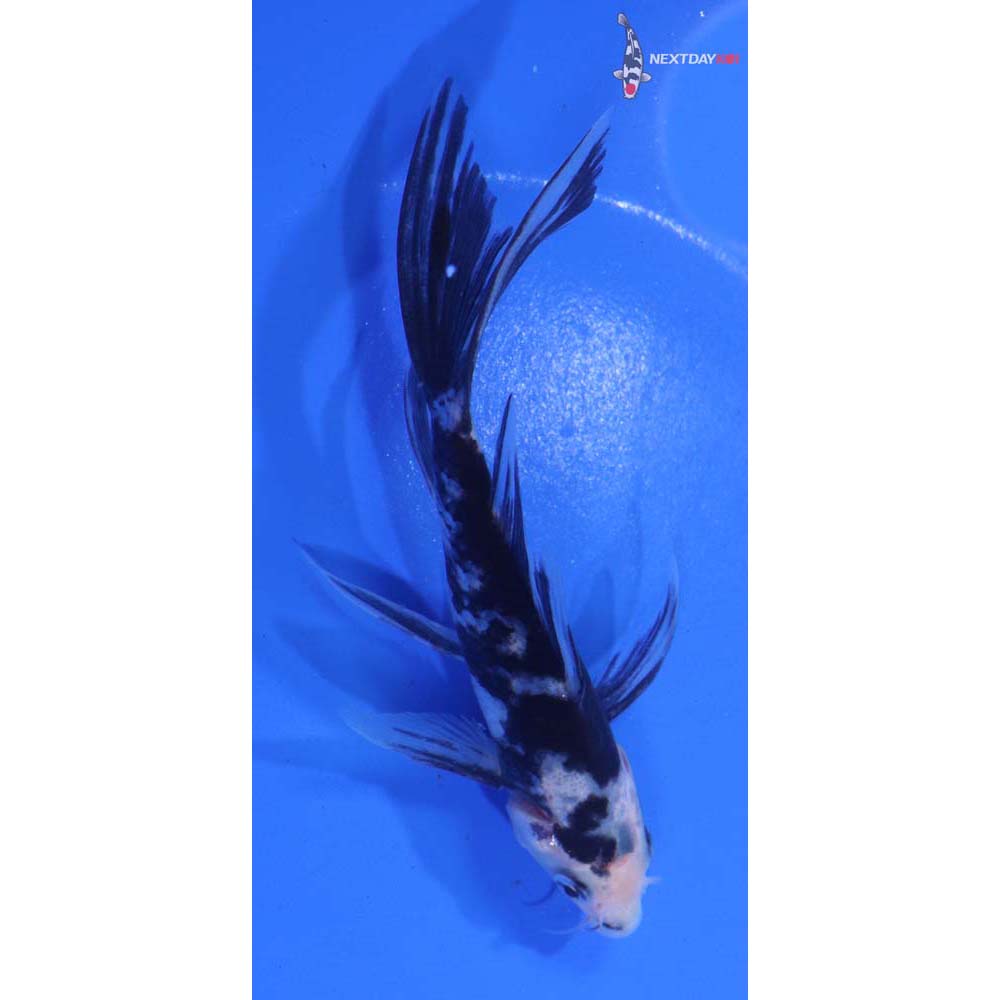 4.5” Imported Shiro Bekko Butterfly Koi