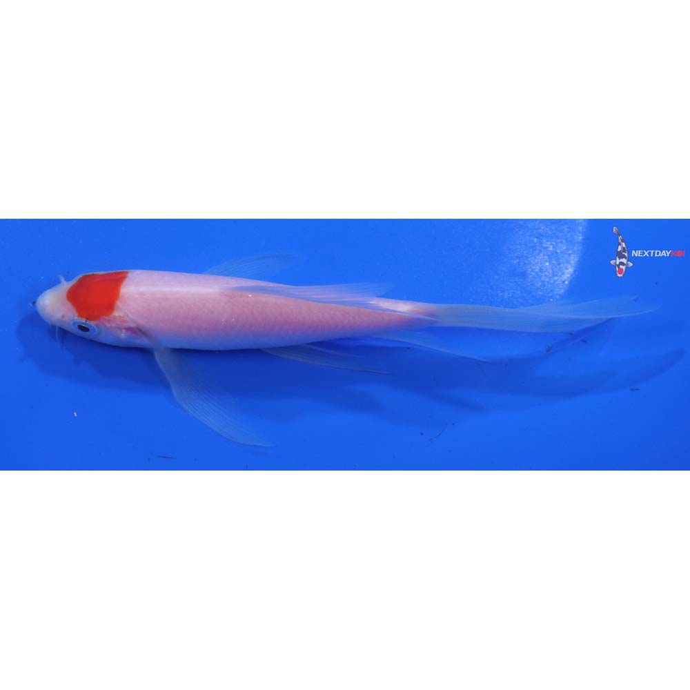 5” Imported Kohaku Butterfly Koi