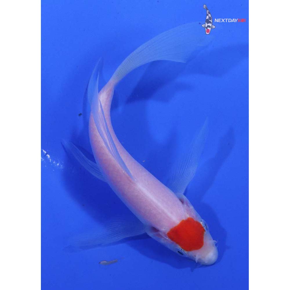 5” Imported Kohaku Butterfly Koi