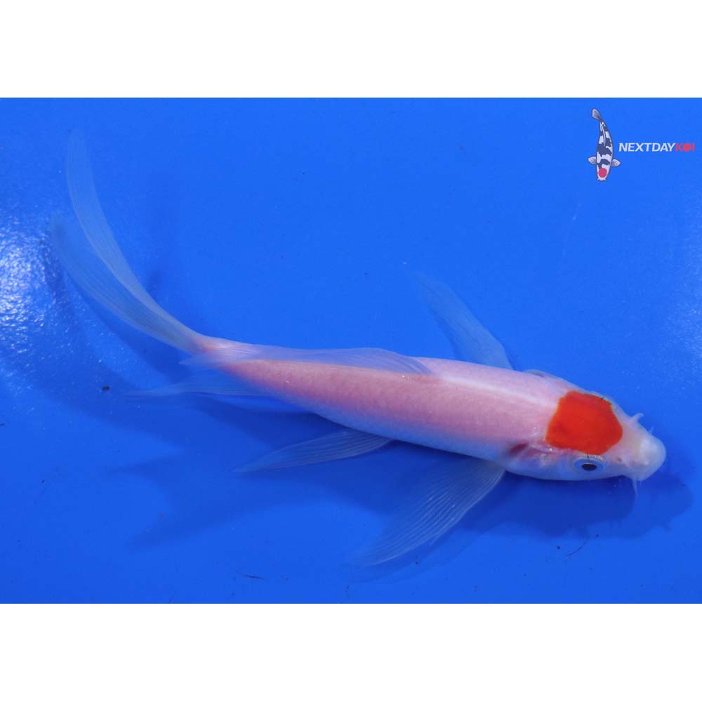5” Imported Kohaku Butterfly Koi