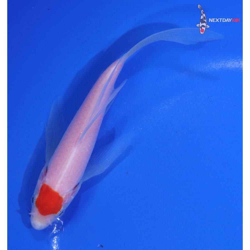 5” Imported Kohaku Butterfly Koi