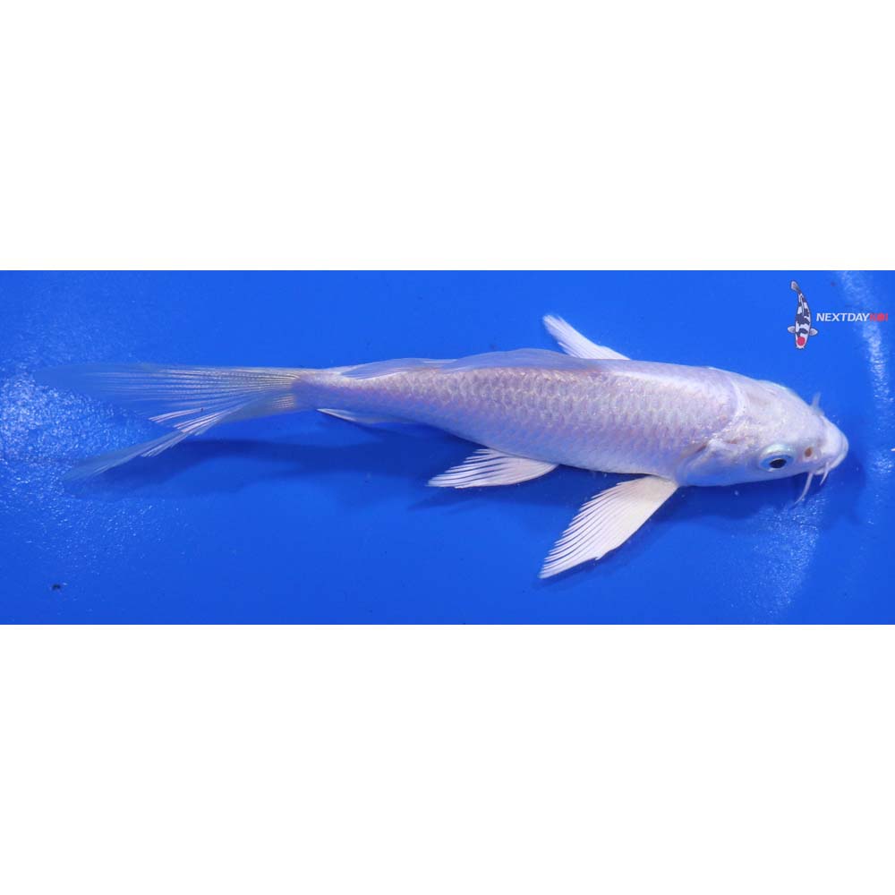 5” Imported Platinum Ogon Butterfly Koi