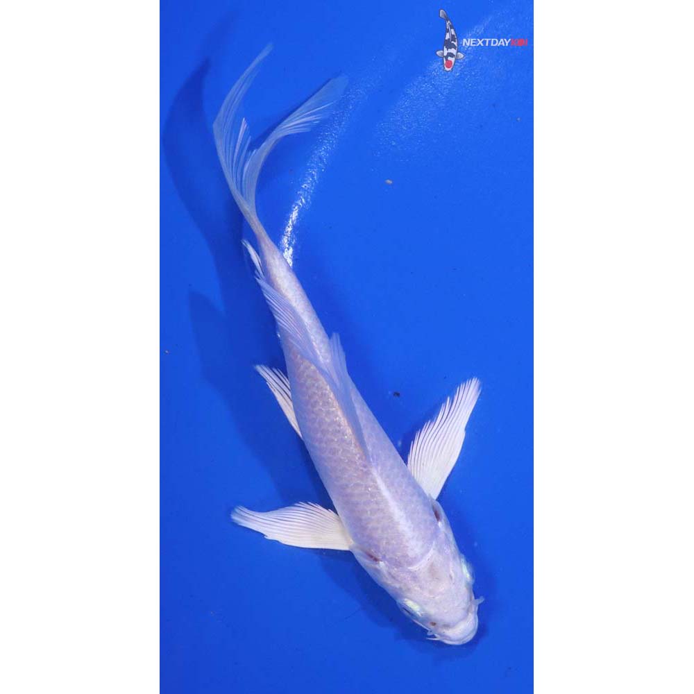 5” Imported Platinum Ogon Butterfly Koi