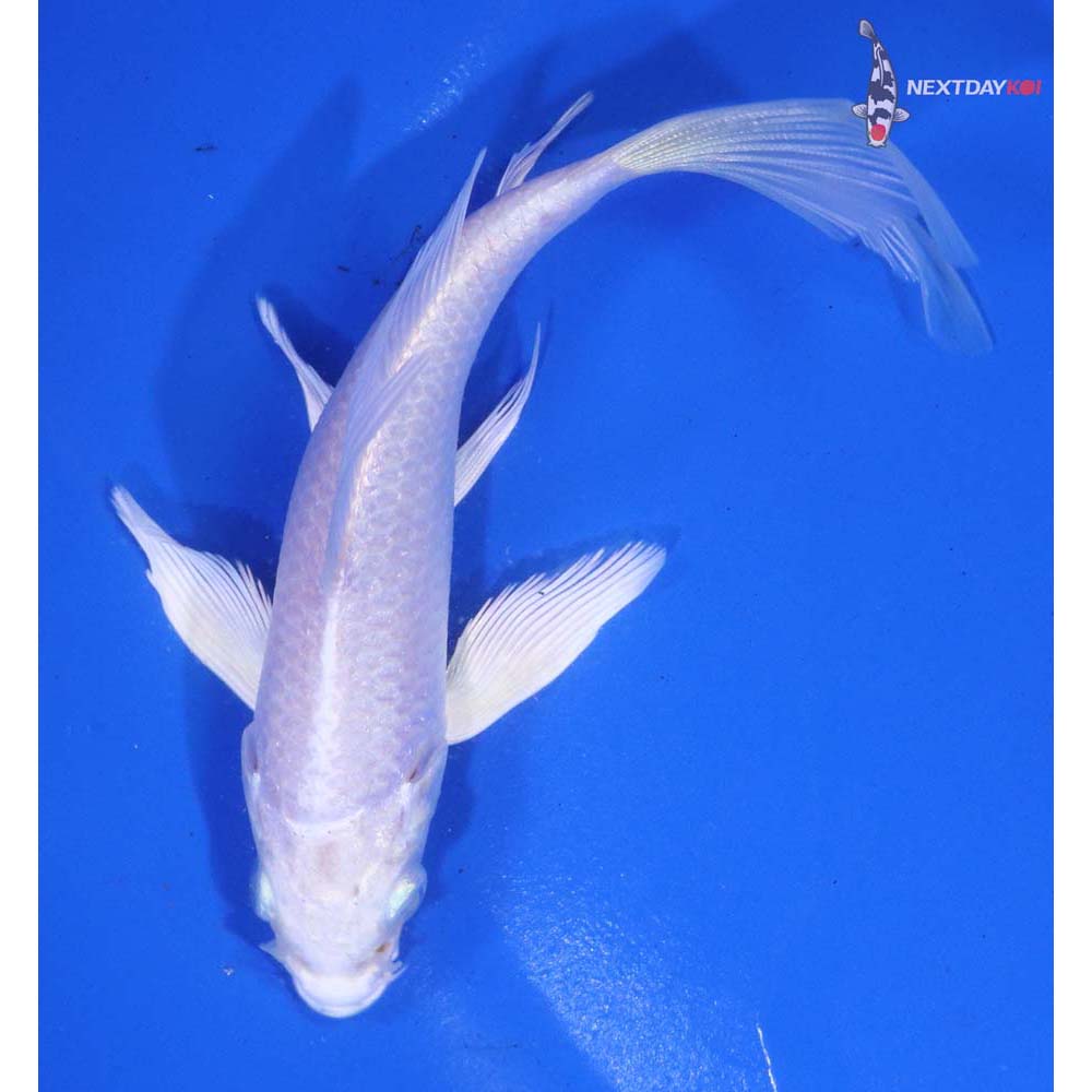 5” Imported Platinum Ogon Butterfly Koi