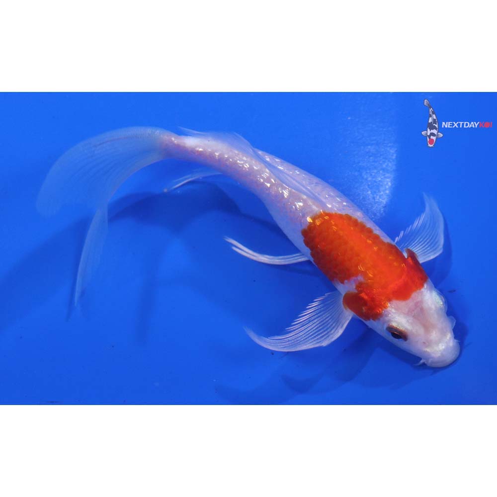 5” Imported Gin Rin Hariwake Butterfly Koi