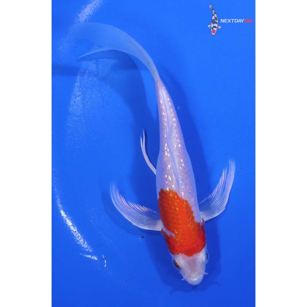 5” Imported Gin Rin Hariwake Butterfly Koi