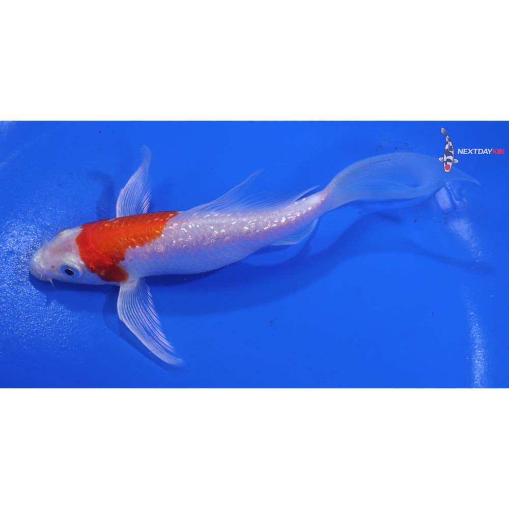5” Imported Gin Rin Hariwake Butterfly Koi