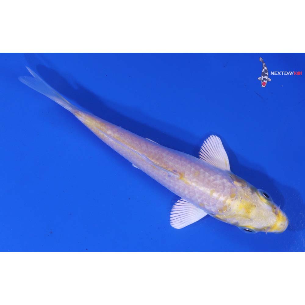 4” Imported Lemon Hariwake