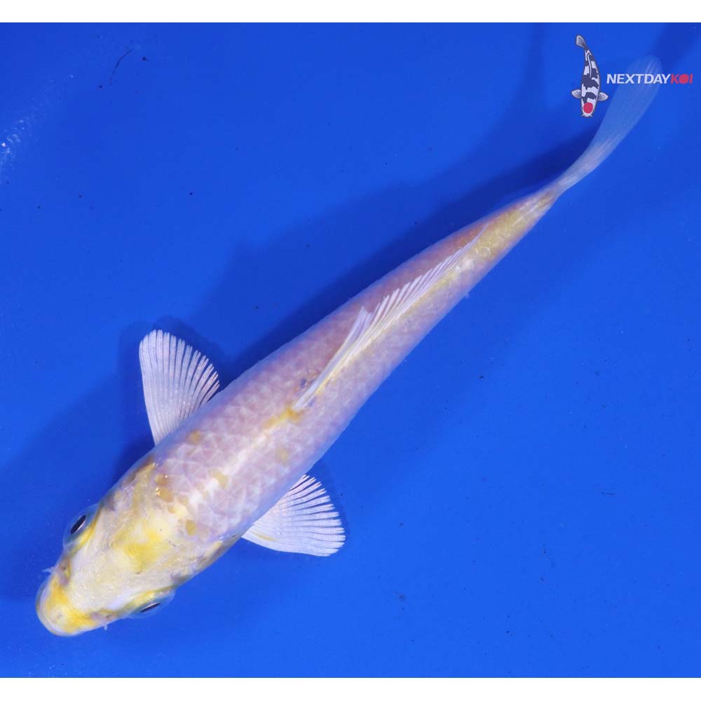 4” Imported Lemon Hariwake