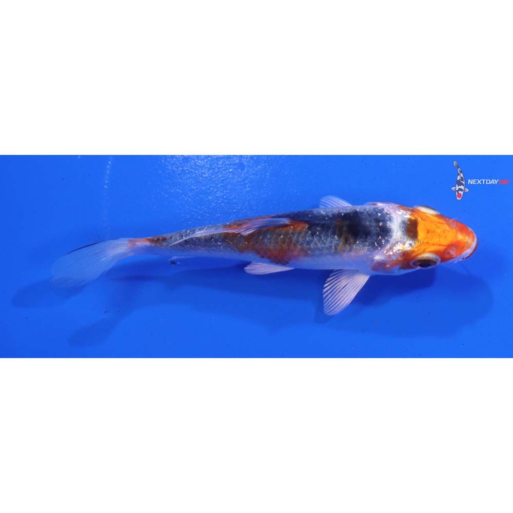 4” Imported Kujaku