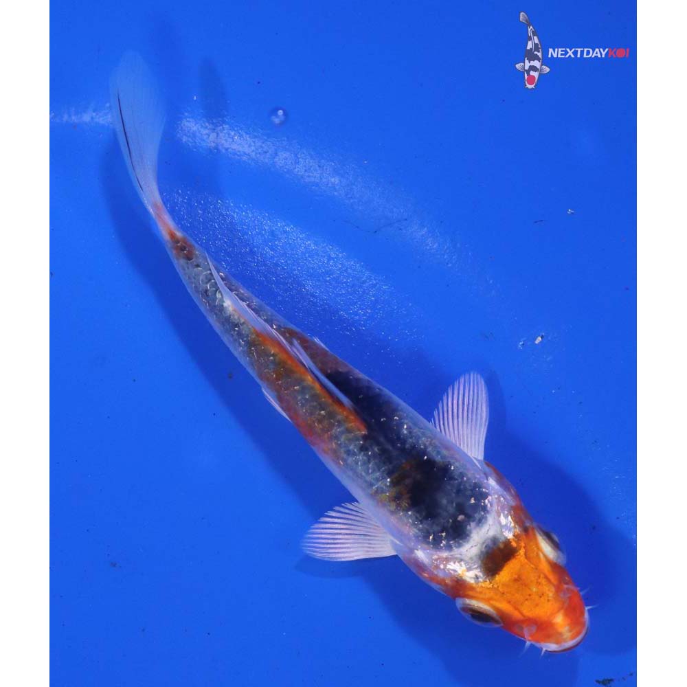 4” Imported Kujaku