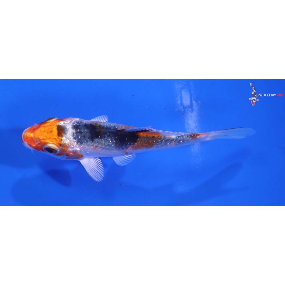 4” Imported Kujaku