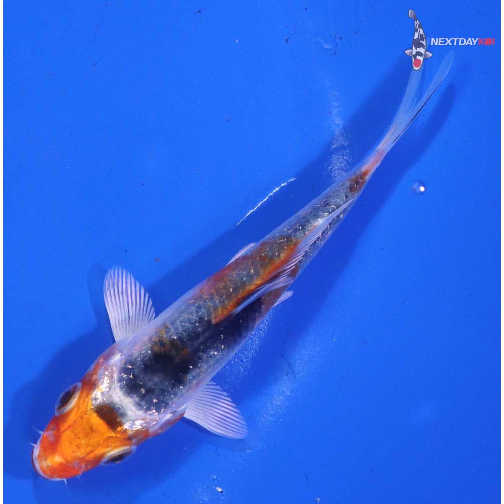 4” Imported Kujaku