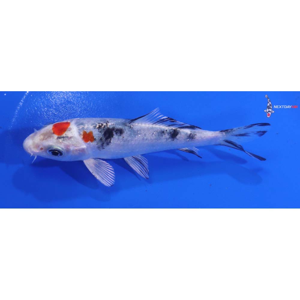 4.5” Imported Yamato Nishiki