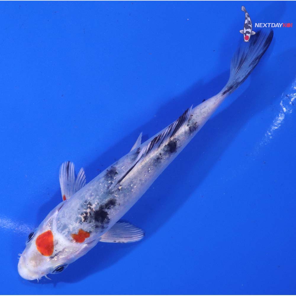 4.5” Imported Yamato Nishiki