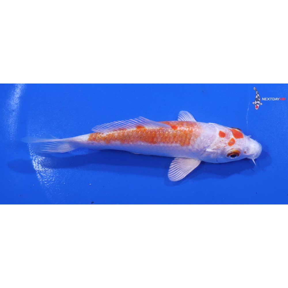 4.5” Imported Hariwake