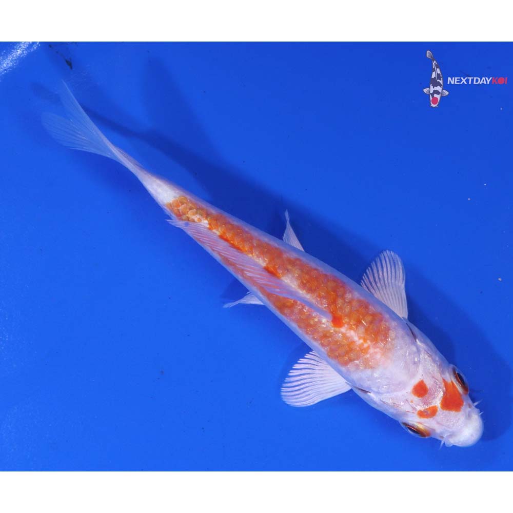 4.5” Imported Hariwake