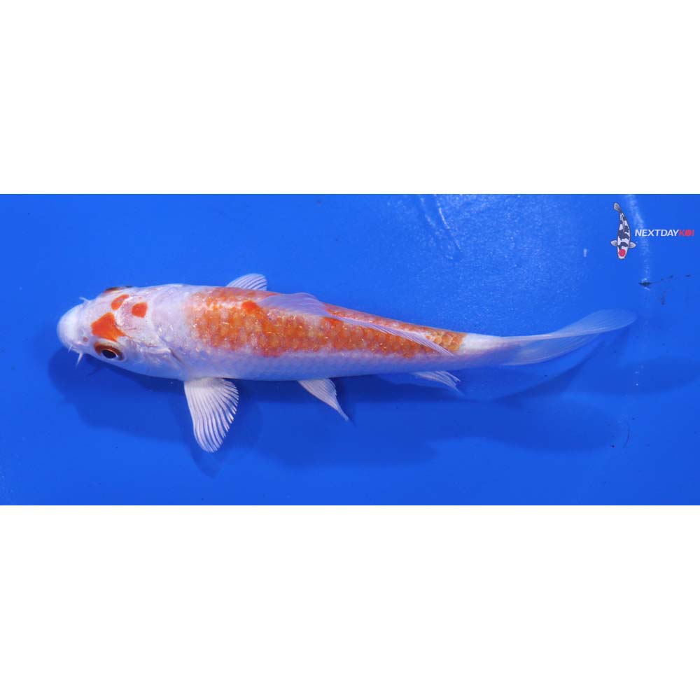 4.5” Imported Hariwake