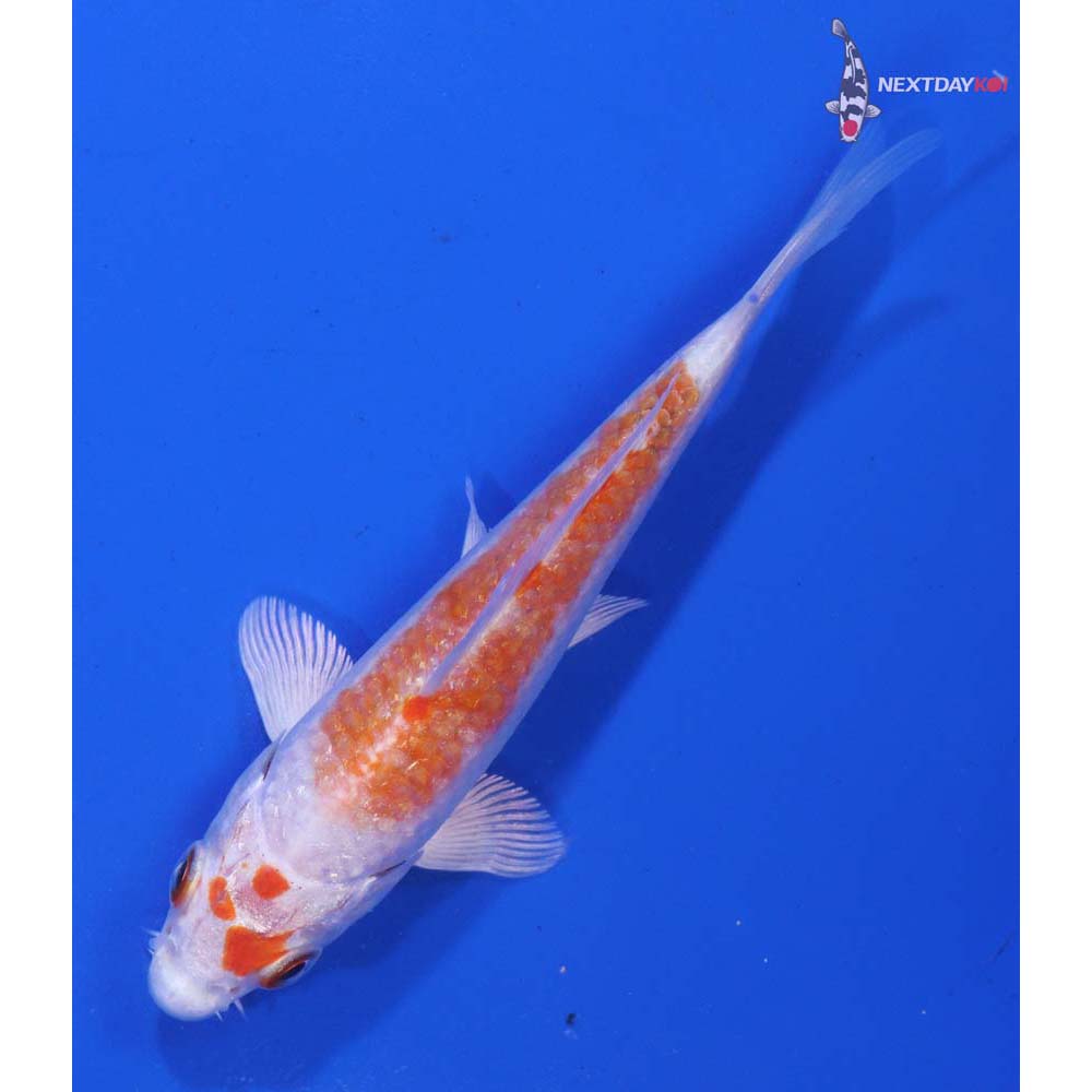 4.5” Imported Hariwake