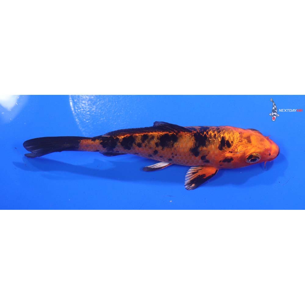 4.5” Imported Kin Aka Bekko