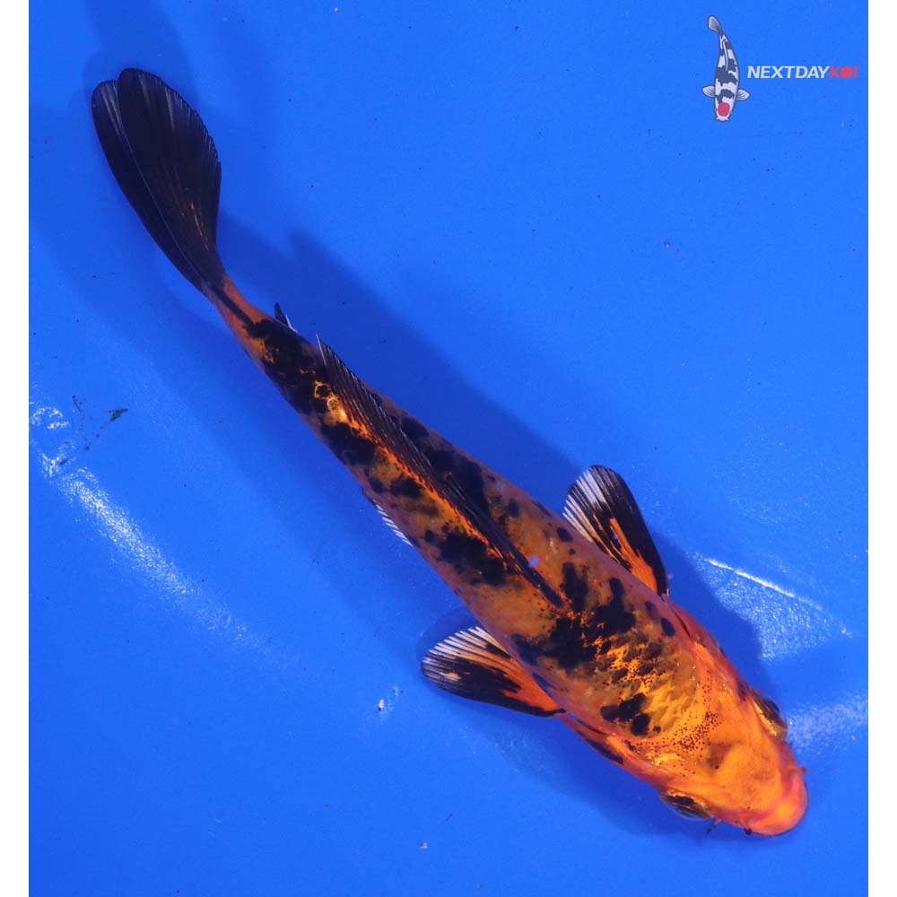 4.5” Imported Kin Aka Bekko