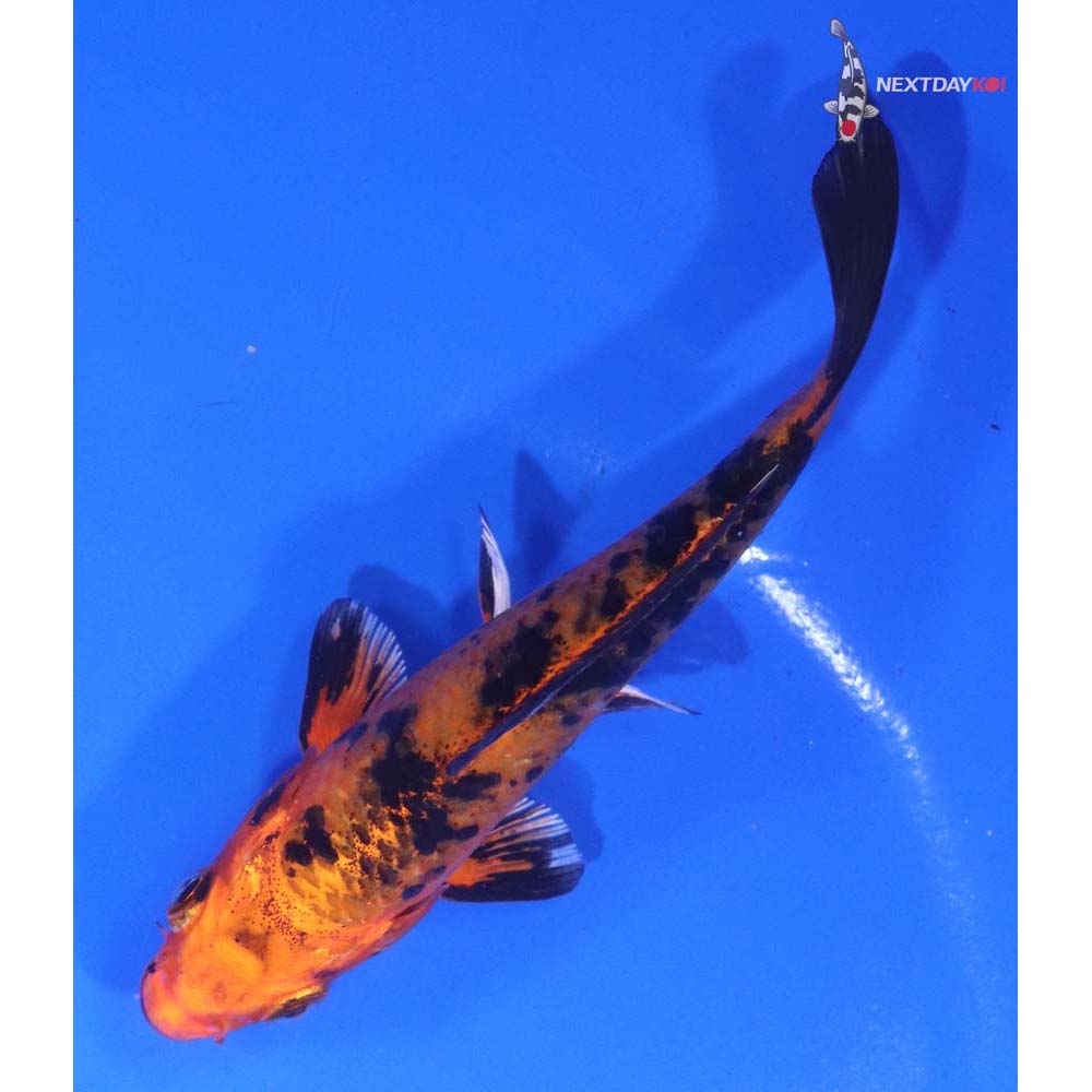 4.5” Imported Kin Aka Bekko