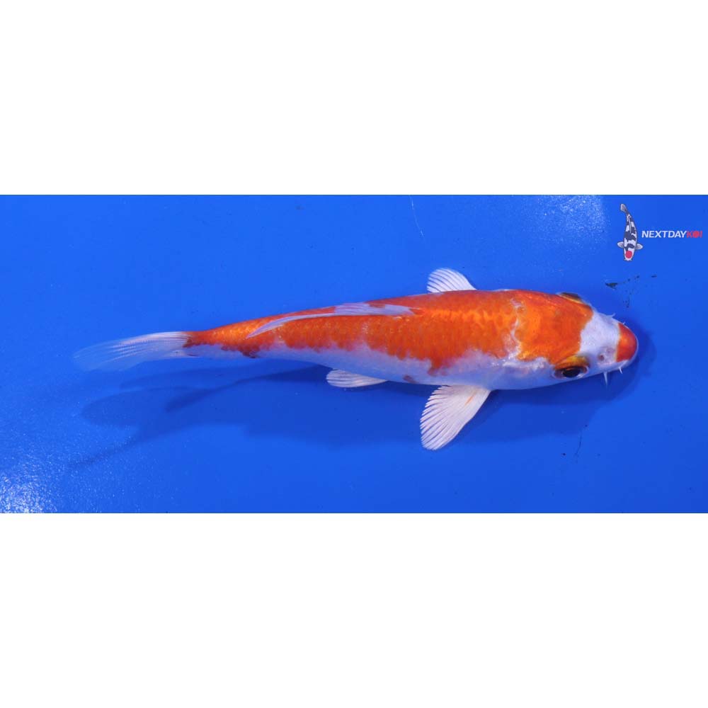 4.5” Imported Hariwake