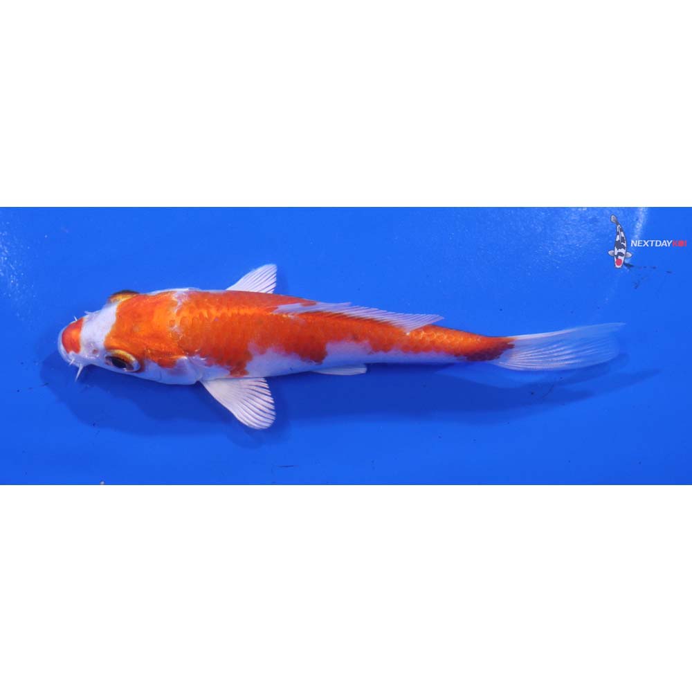 4.5” Imported Hariwake