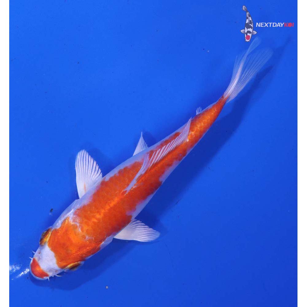 4.5” Imported Hariwake