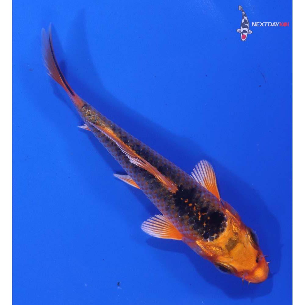 4.5” Imported Orenji Matsuba