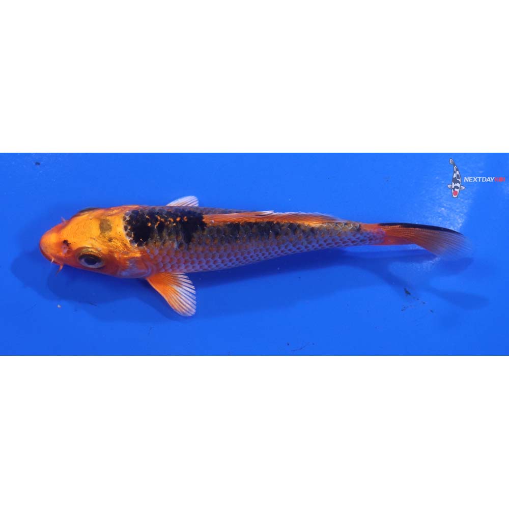 4.5” Imported Orenji Matsuba