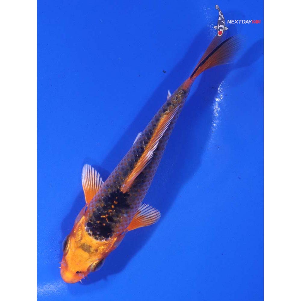 4.5” Imported Orenji Matsuba