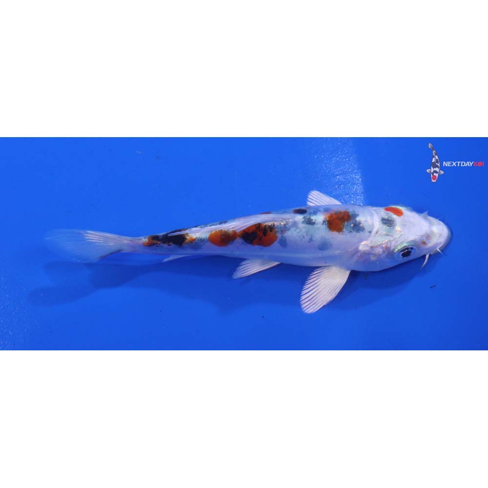 4.5” Imported Heisei Nishiki