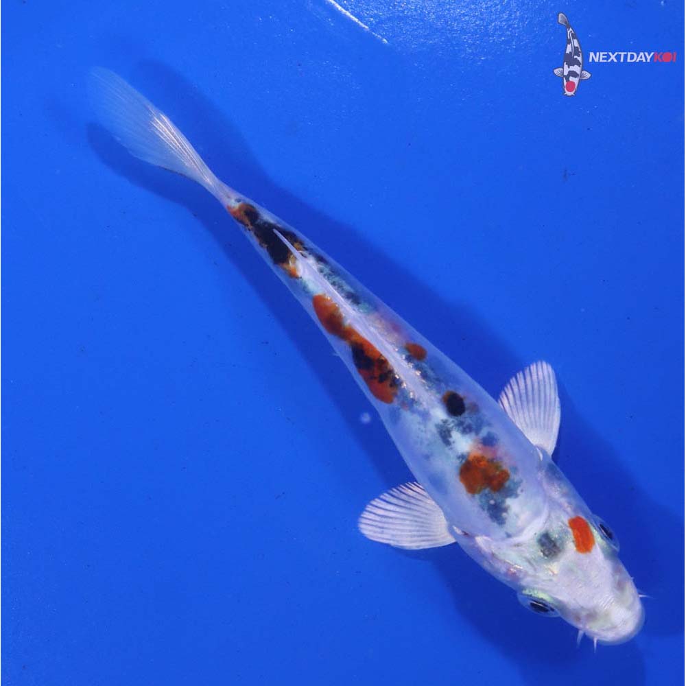 4.5” Imported Heisei Nishiki