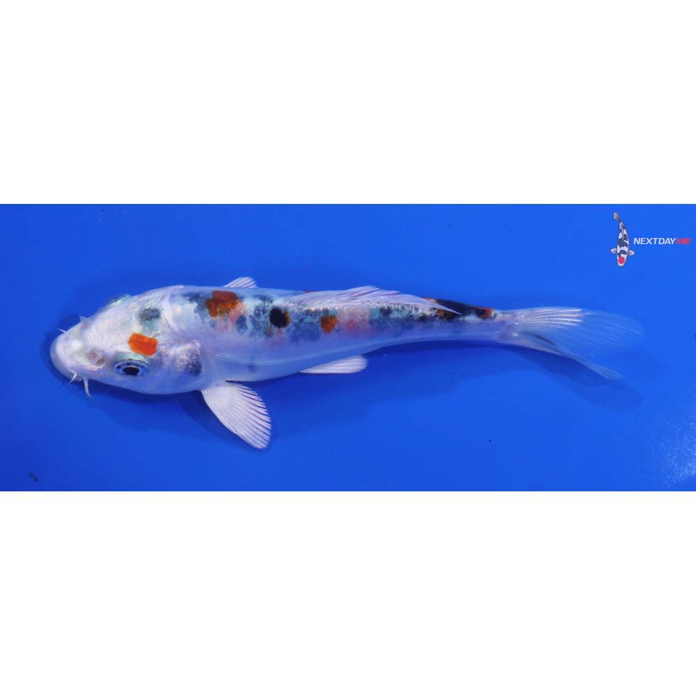 4.5” Imported Heisei Nishiki