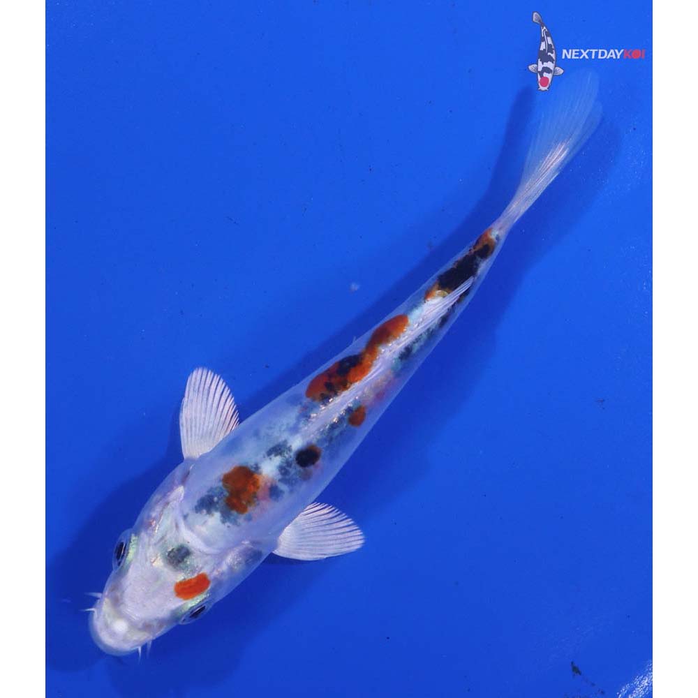 4.5” Imported Heisei Nishiki