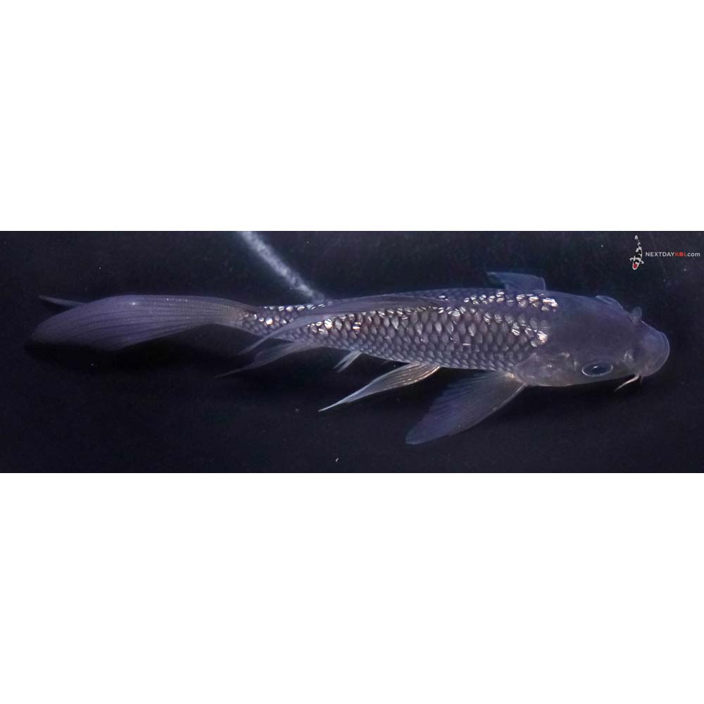 5.5” Imported Gin Rin Soragoi Butterfly Koi