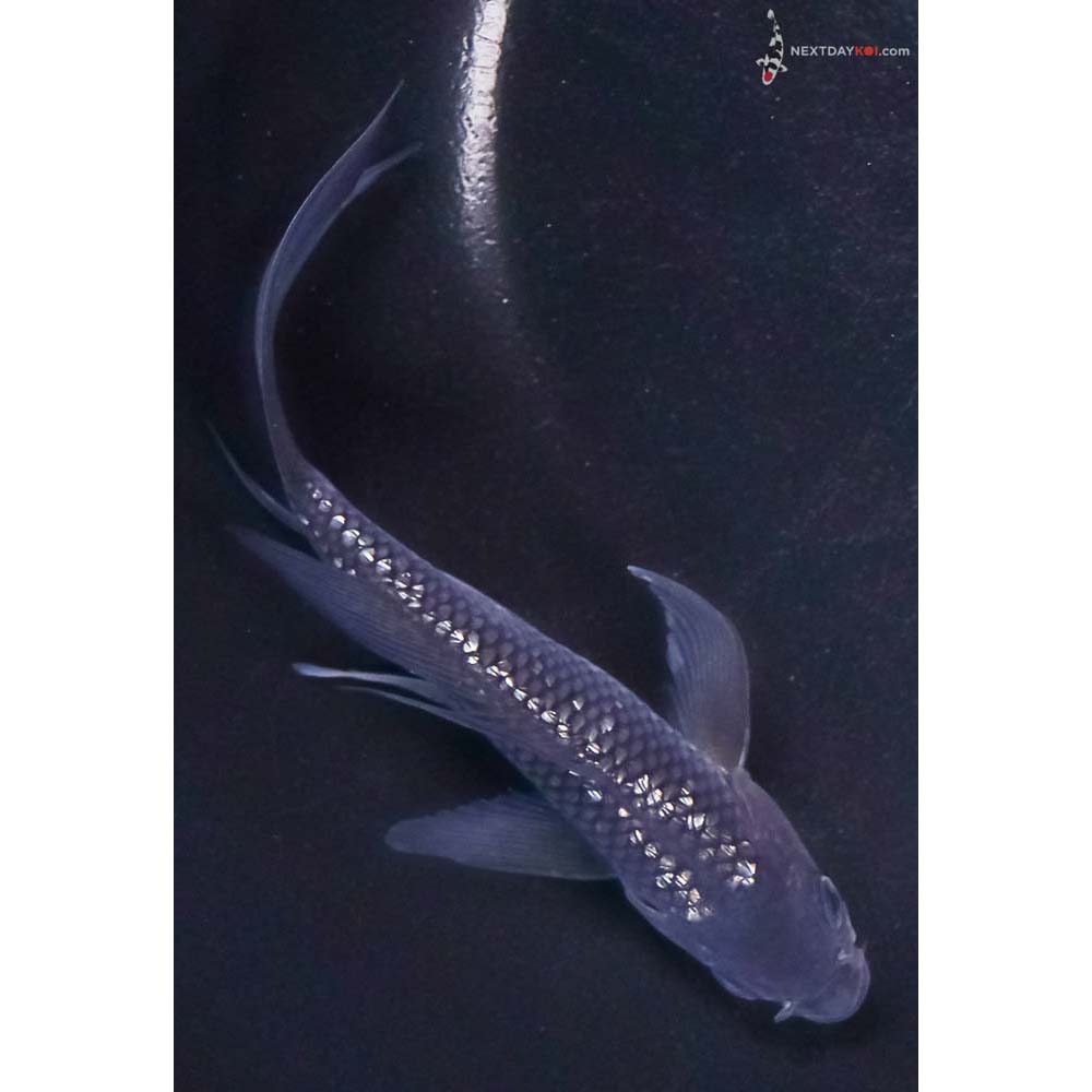 5.5” Imported Gin Rin Soragoi Butterfly Koi