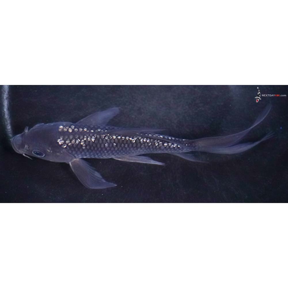 5.5” Imported Gin Rin Soragoi Butterfly Koi