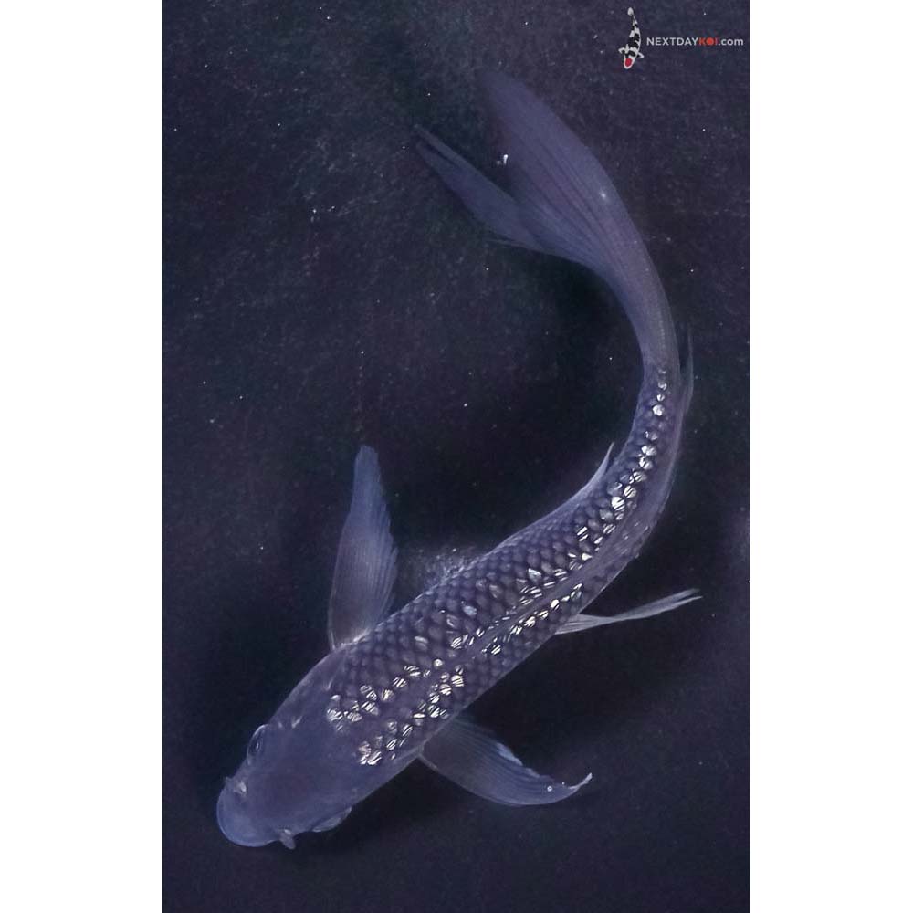 5.5” Imported Gin Rin Soragoi Butterfly Koi