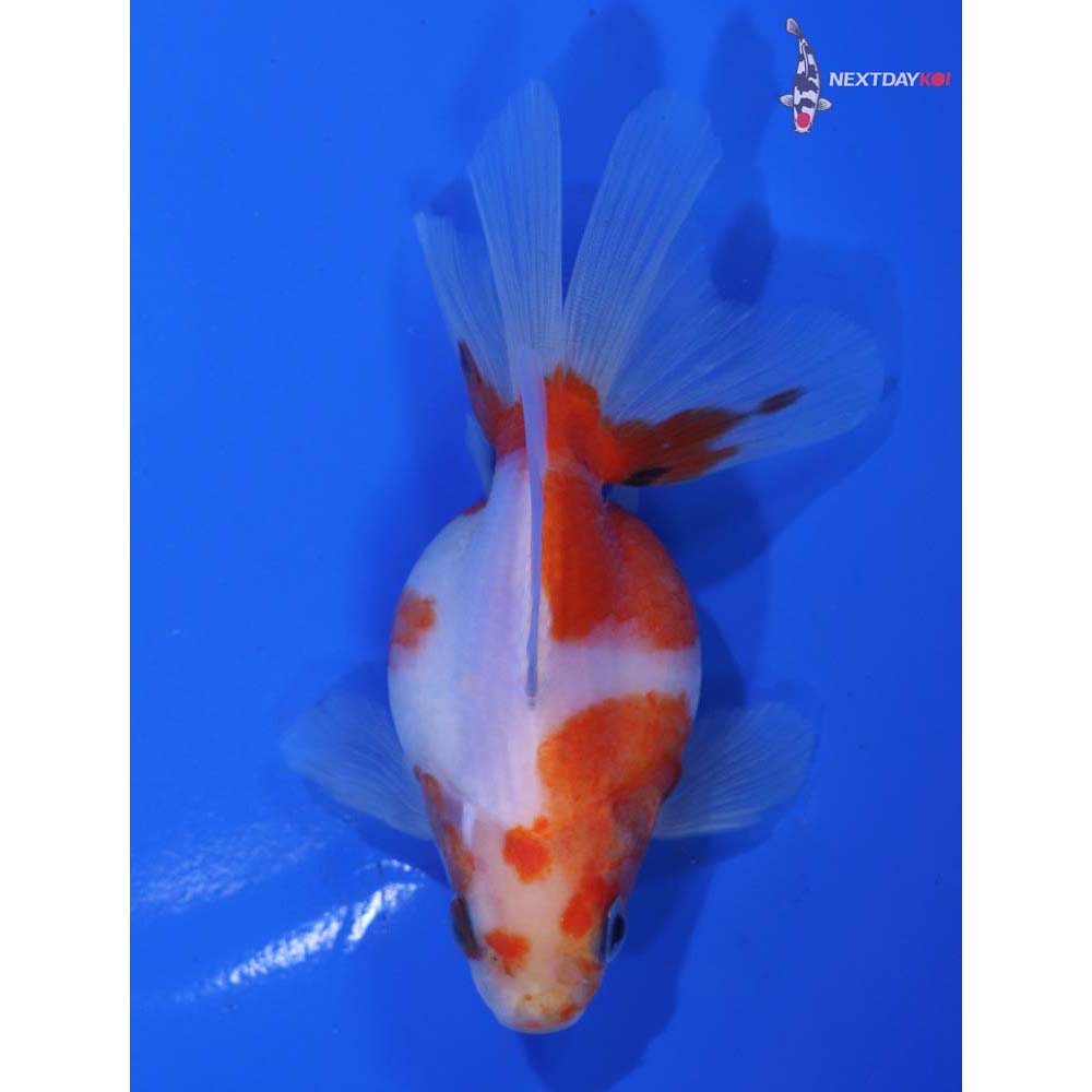 4” Imported Calico Ryukin