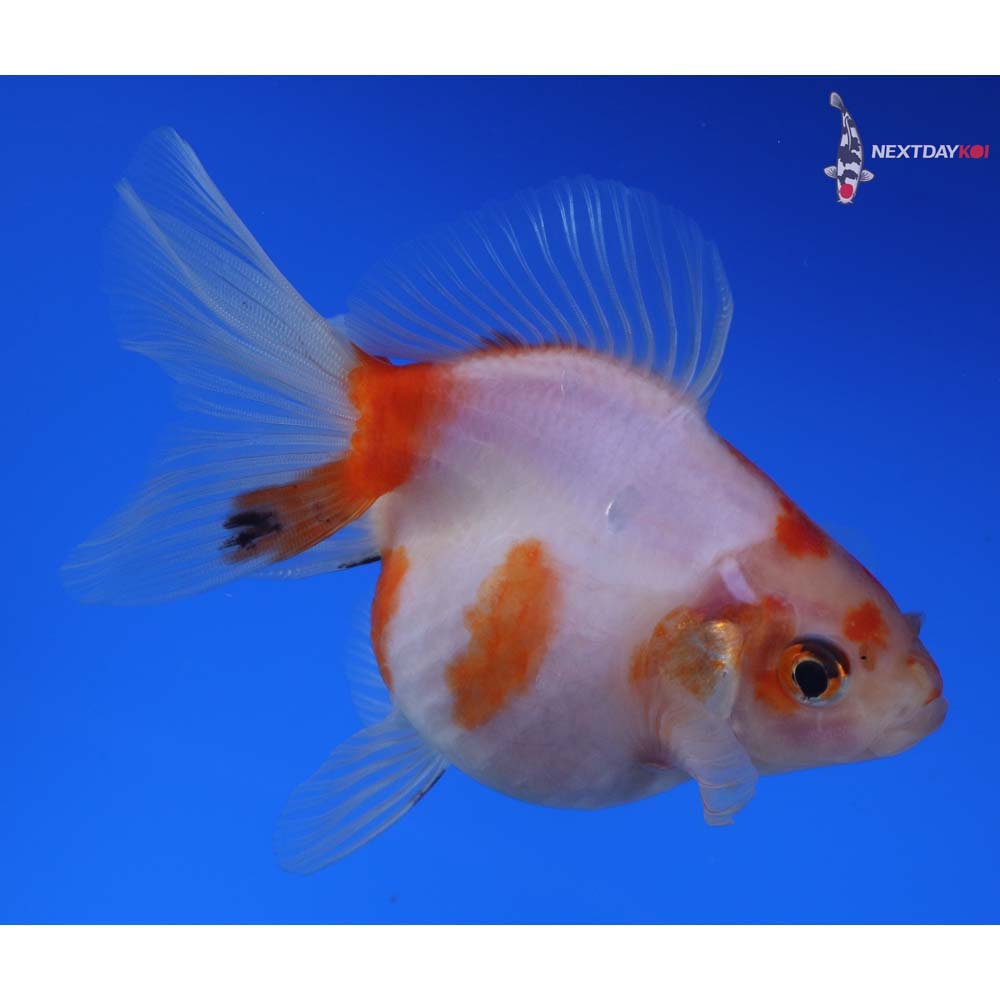 4” Imported Calico Ryukin